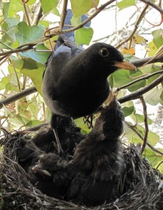 Amselhahn auf Amselküken
