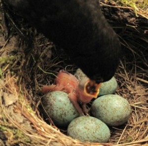 Amselküken-1-Stopffütterung-durch-Amselhahn-IMG_9087-small-SCR