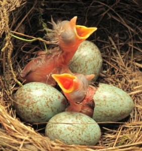 Amselküken-1und-2-schlüpft-Trompetenmäuler-IMG_9230-small-SCR