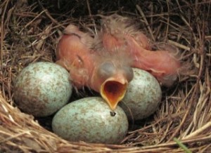 Amselküken-1und2-Trompentmäulchen-3-Eier-IMG_9605-small-SCR