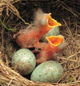 Amselküken-2-Trompetenmäuler-neben-3-Eiern-IMG_9440-small-SCR