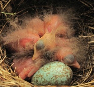 Amselküken-4-auf-Ei-5-Tag-nach-ganz-frisch-IMG_0733-small-SCR