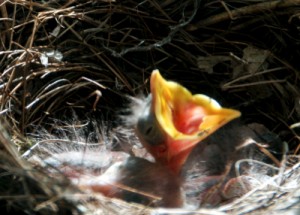Amselküken-im-Nest-Gierschnabel-Kilian-Tribbeck-netgent.de_MG_0501-AS-bbt-SCR-small