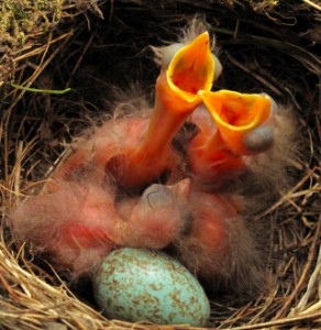 Hungry freshly hatched common blackbird chicks in nest. Hungrige Amselkükenfrischlinge im Nest mit weit aufgerissen en Schnäbel nebem dem fünten Amselei im Amselnest. Turdus merula babys with beacons open wide. Desperately awaiting feeding heartbreaking fresh blackbird chicks in nest besindes last and fifth blackbird egg in blackbirds nest directly in front of my camera. Location of the nest allows perspectives and photos of unseen quality and views with almost no distance at all. Wildlifedocumentary on breeding and feeding blackbird chicks. Photodocumentary by Kilian Tribbeck. Wildlifedoku Amselnachwuchs. Fotodoku Amselnachwuchs aus nächster Nähe direkt vor der Kamera.