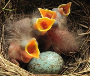 Bettelschnäbelquartett-frische-Amselküken-Ei-5-im-Nest-IMG_0811-netgent-Kilian-Tribbeck-small-SCR