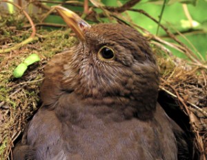 Weitere Bilder meiner Amselfamilie in guter Qualität! breeding female common blackbird in nest looke into camera. She sits on her currently 5 unhatched eggs since more than a week and is ever so patient.
