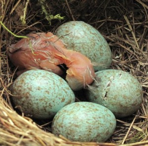 Cracking-egg-Zweits-von-5-Amselküken-beim-Schlüpfen-BIG-SCR