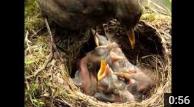 Screenshot-Vater-füttert-süsse-Amselküken-www.netgent.de