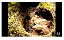 Screenshot-Vater-füttert-süsse-Amselküken-www.netgent.de