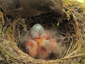 Wespenmaul-Amselweibchen-füttert-Amselkükenfrischlinge-Kilan-Tribbeck-IMG_1100-small-SCR