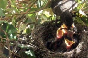 small-FÜTTERUNG-Großaufnahmen-Weibchen-STOPFT-Gierschnäbel-der-Amselküken-Kilian-Tribbeck-IMG_7349-SPECIAL-
